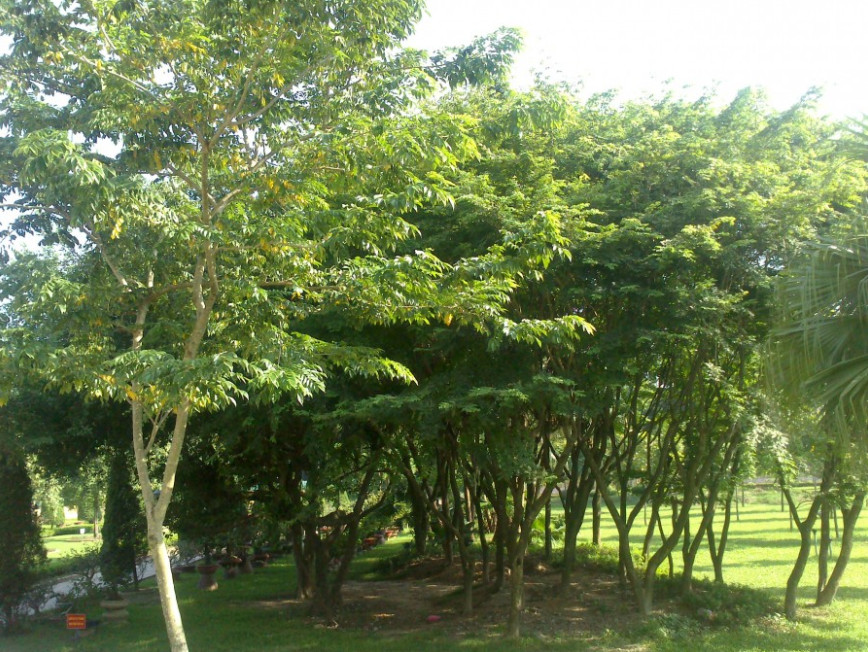 Cây sưa